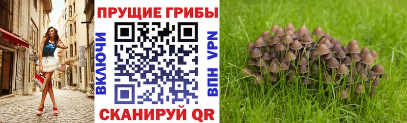 Купить закладки  Гулькевичи  Галлюциногенные грибы Magic Shrooms 
